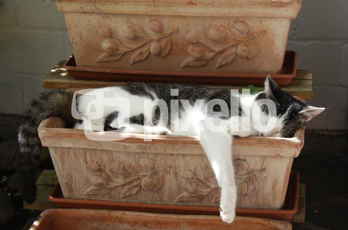Kater beim Mittagsschlaf