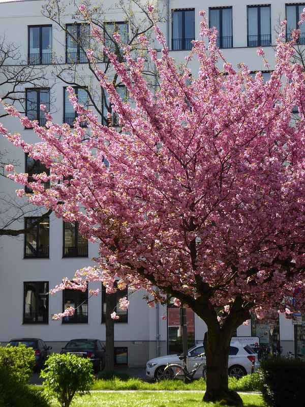 Zierkirsche im April