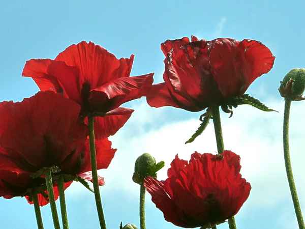 roter Mohn und blauer Himmel