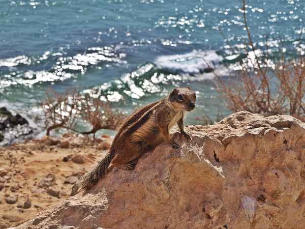 Atlashörnchen auf Fuerteventura