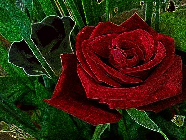 Black Rose