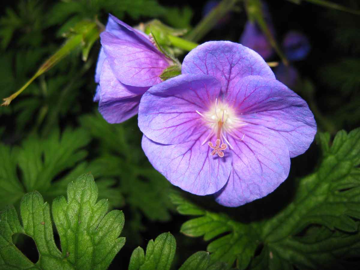 violetter Storchschnabel