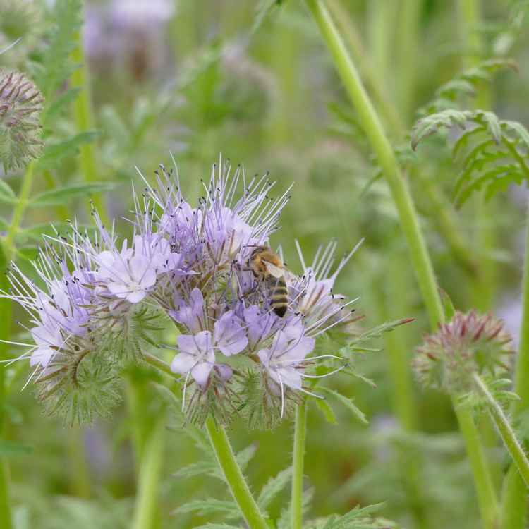 Biene mit Phacelia