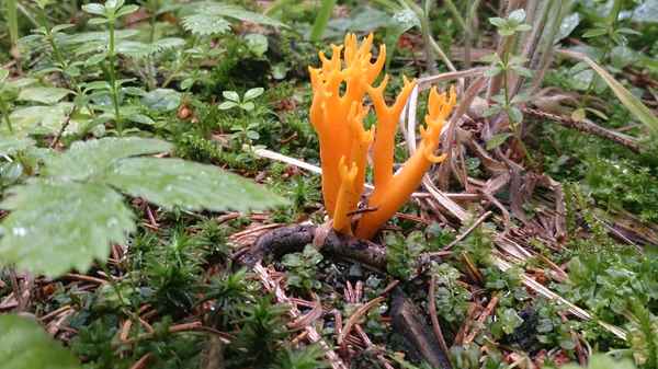 Pilz orange