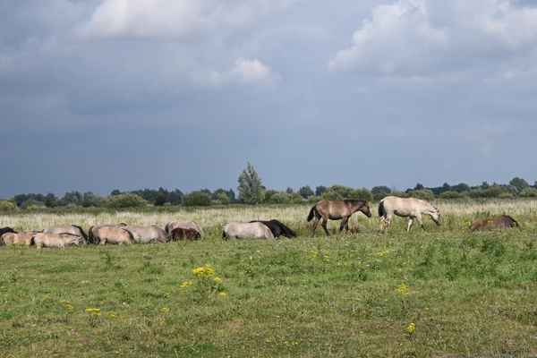 Wildpferde im Naturschutz