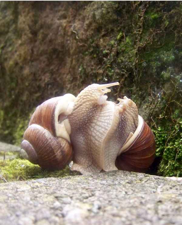 &#8230;wahre Schneckenliebe