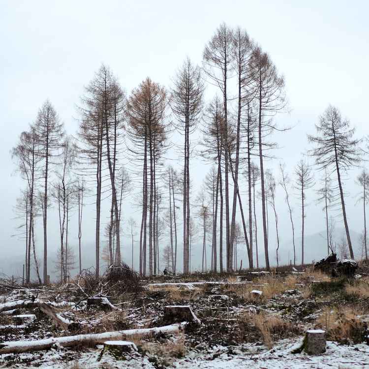 Winterbeginn im Harz