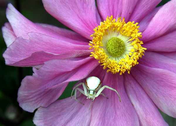 krabbenspinne