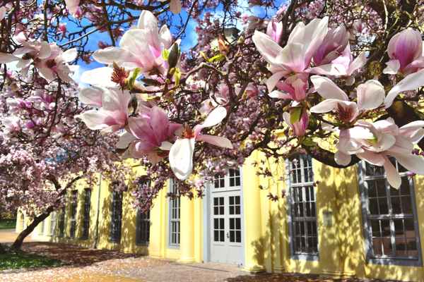 Magnolientraum