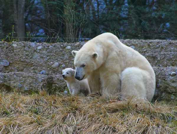 Bäriger Nachwuchs 01
