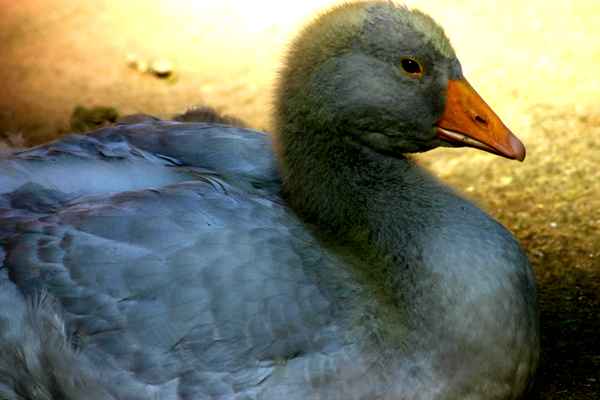  Gans