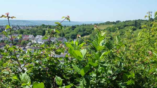 Blick auf Kiedrich