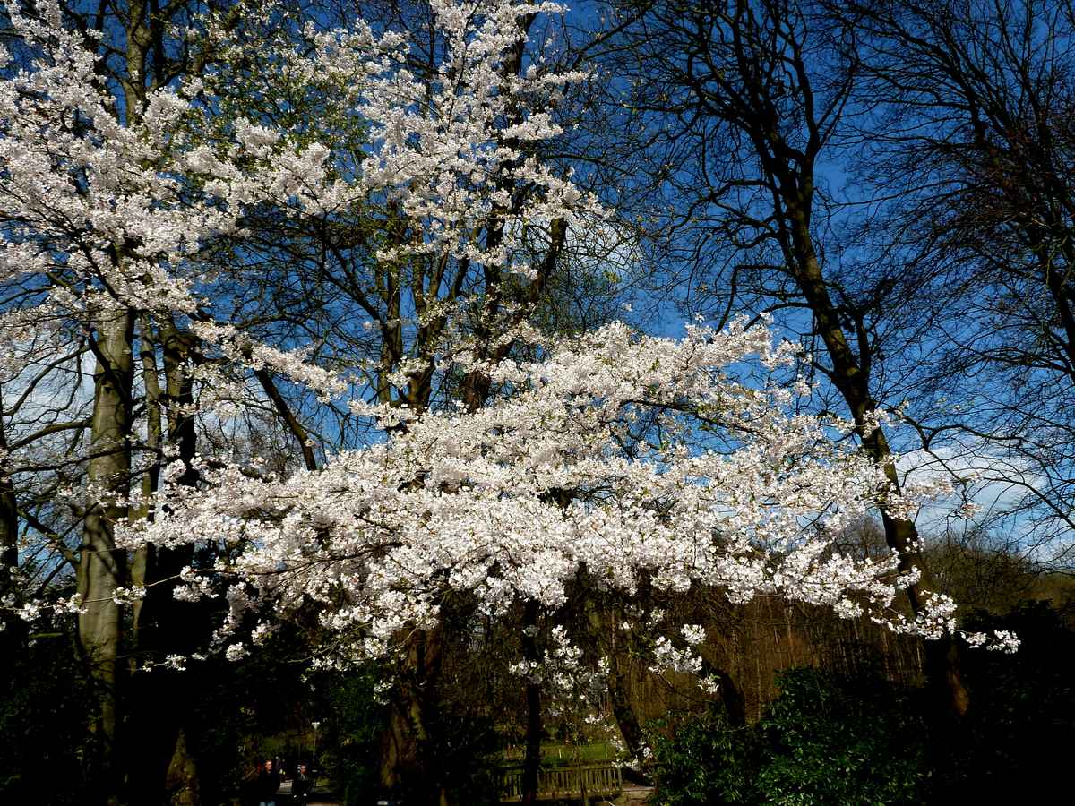 Kirschblüte 2