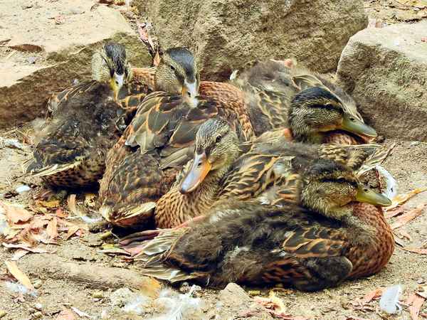 Tarnung - Camouflage