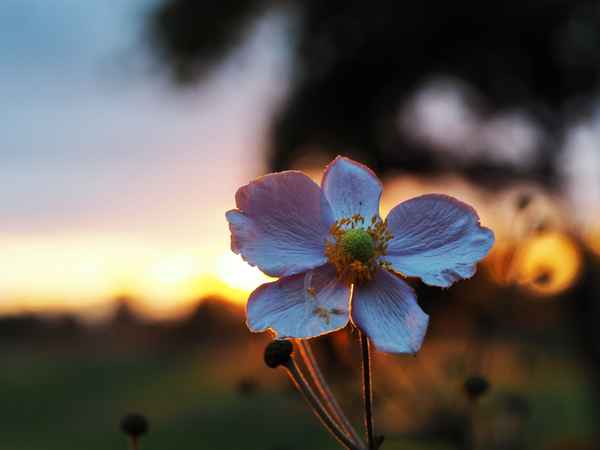 abendstimmung 1