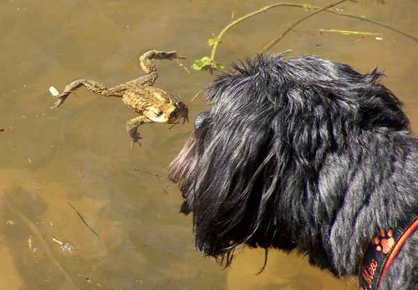 Hund Mex küsst den Frosch!
