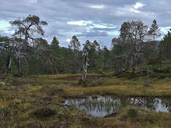 Anderdalen Nationalpark, Senja