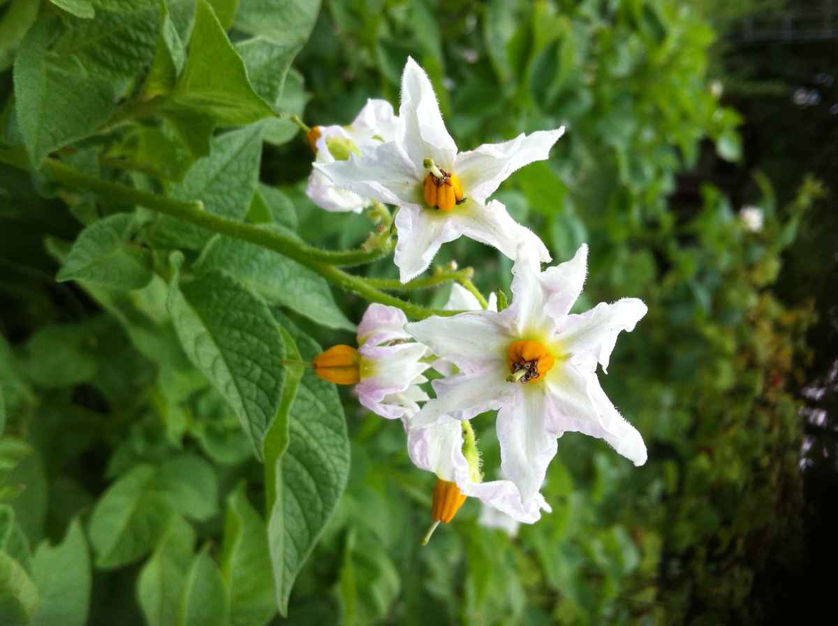 Blüte der Kartoffelstaude
