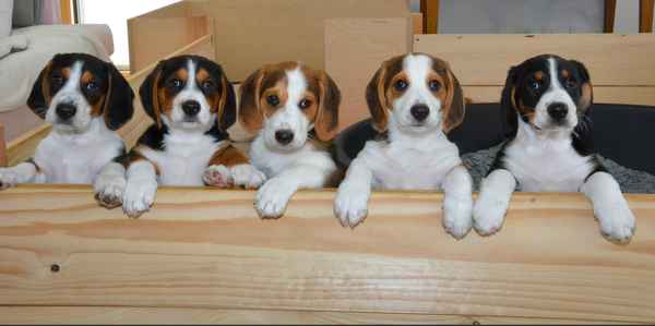 die besten Freunde des Menschen