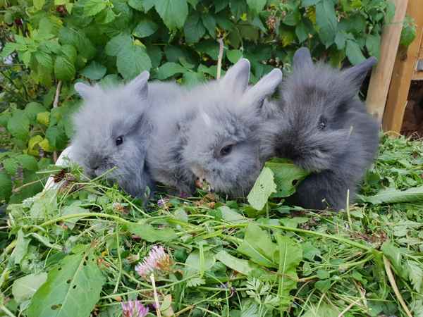 Kaninchen_