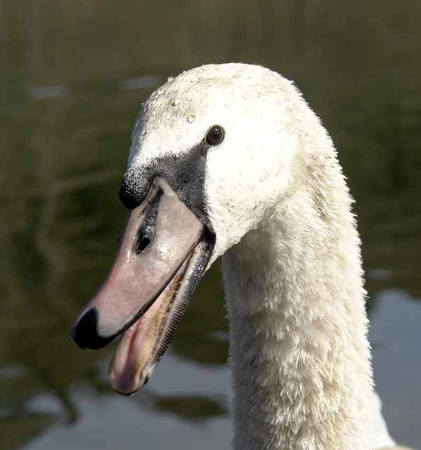 Jungschwan cygnus olor
