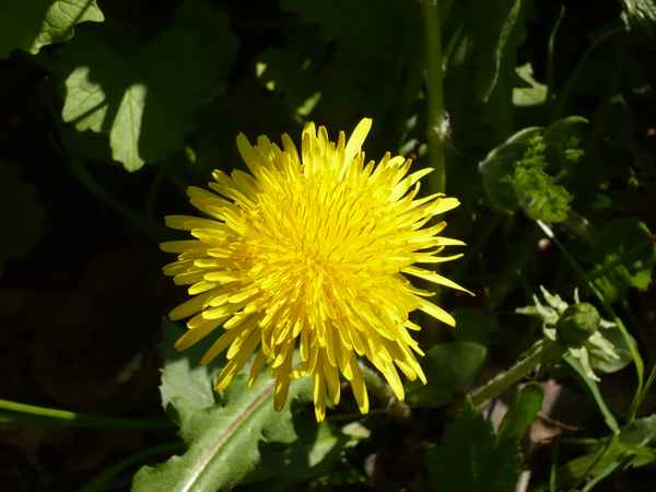 Blätter u. Blumen