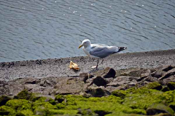 Möwe an der Weser