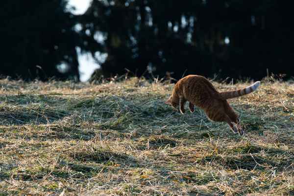 Katze auf Mausfang. Am Morgen um 7.00 Uhr