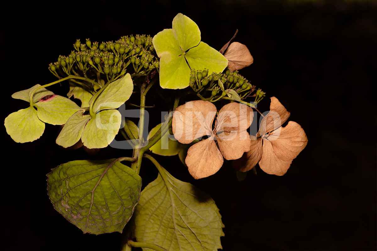 Tellerhortensie