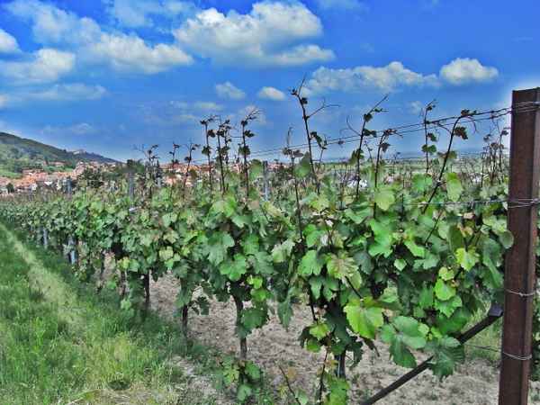  weinreben...hdr....st.martin