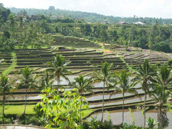 Reisfelder auf Bali