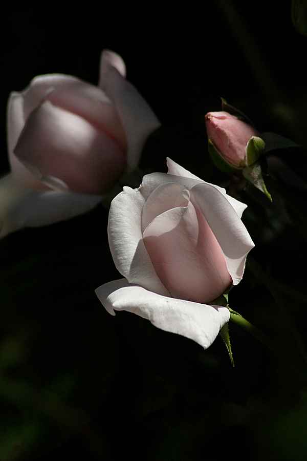 Rosa Rose