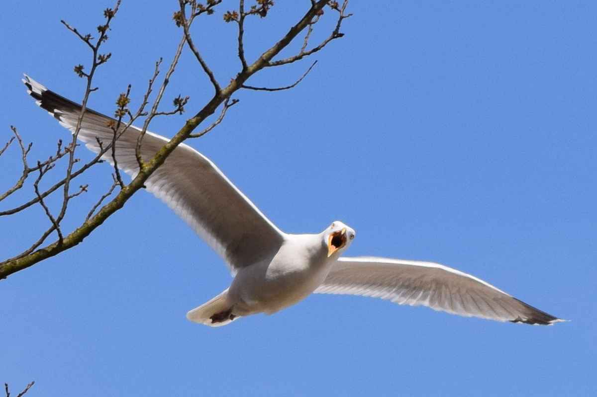 Verärgerte Möwe?