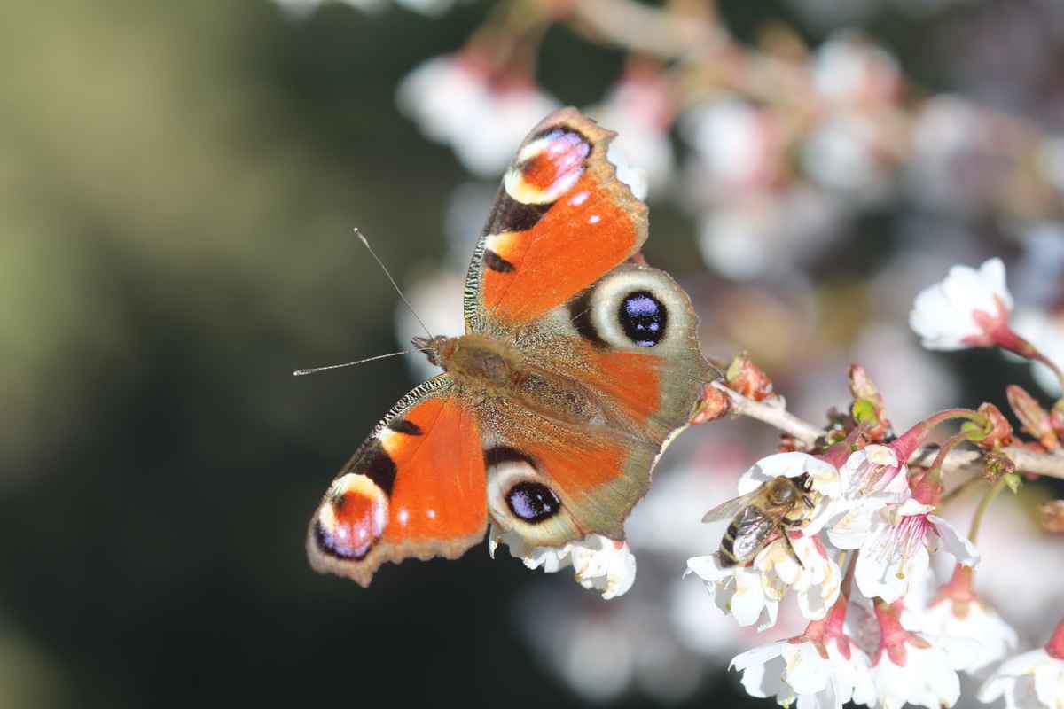 Schmetterling auf Blüte!