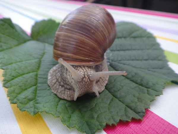 Schnecke