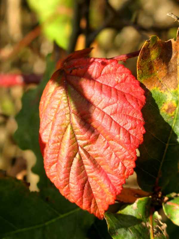 Rot leuchtet der Herbst