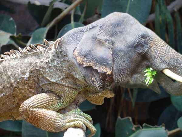 Legufant