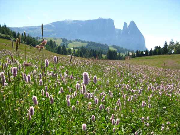 Auf der Seiser Alm