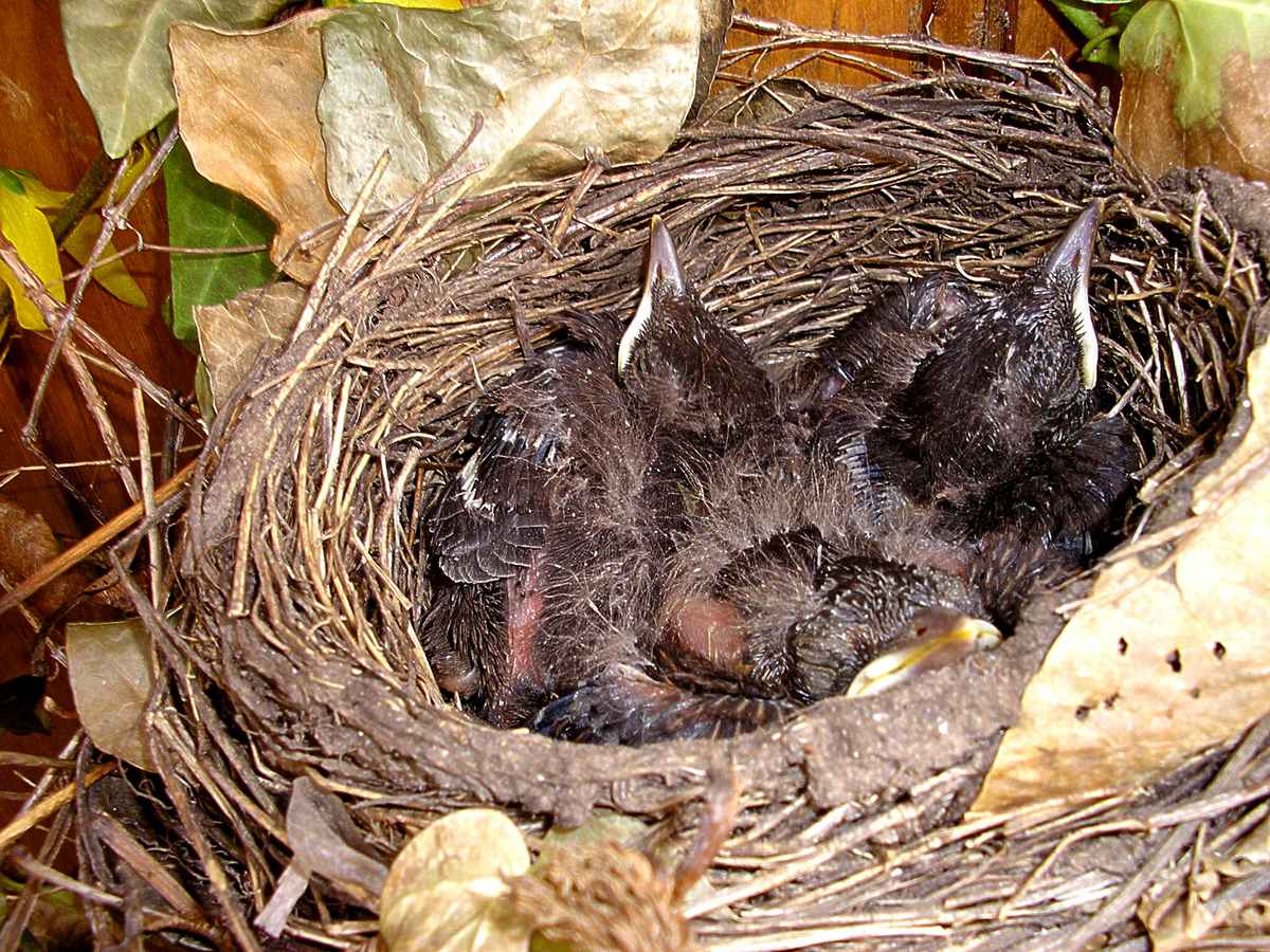 Nachwuchs im Amselnest