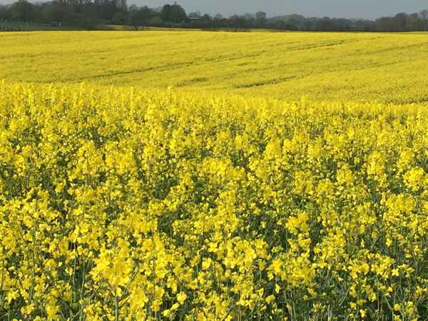 Bl&uuml;hendes Rapsfeld