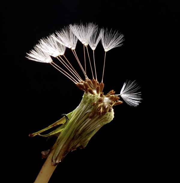 Pusteblume mit Samen