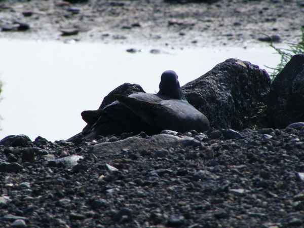 "getarnte Mittagspause"