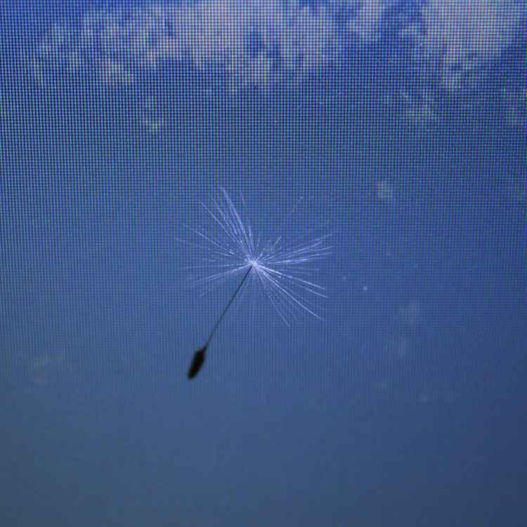 natürlicher Fallschirm