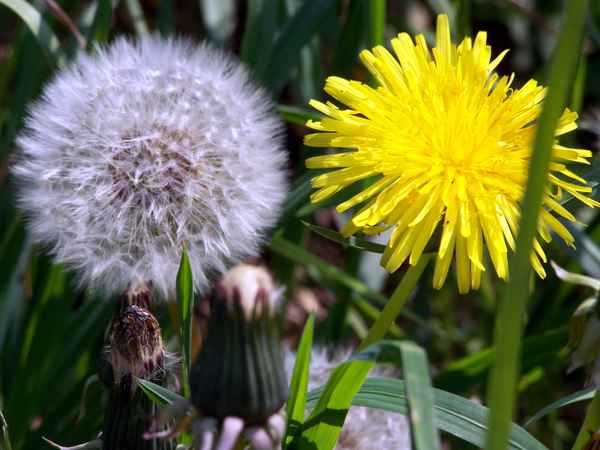 Pusteblumen 3