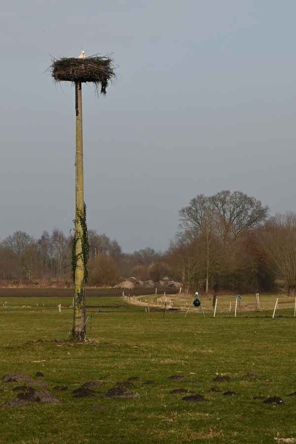 Storch wieder in Barmstedt
