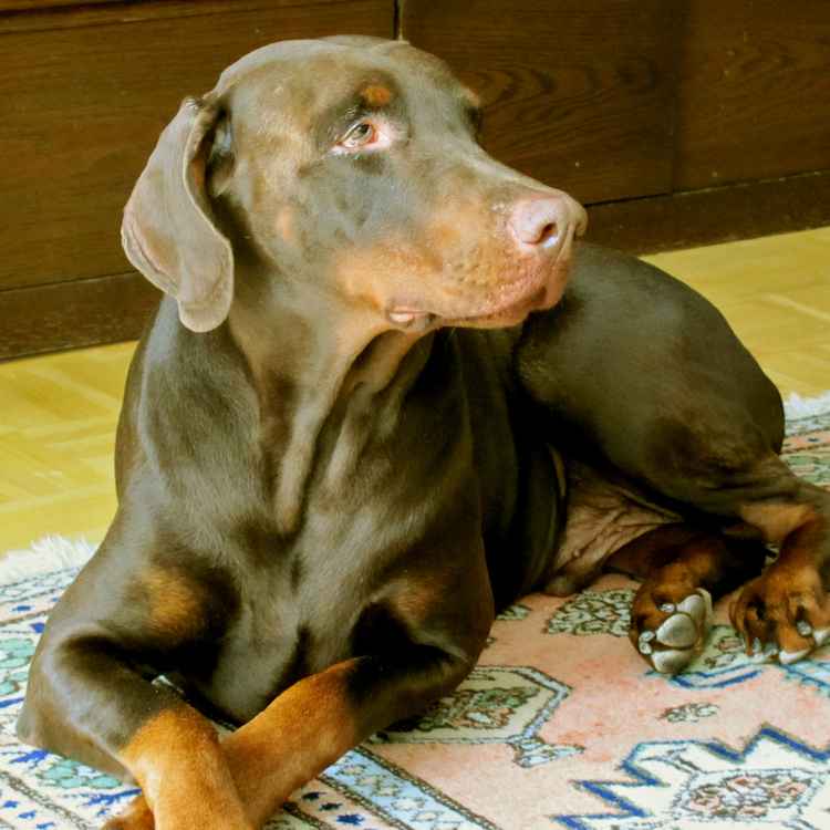 Dobermann