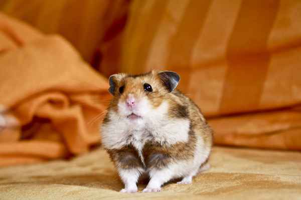 Kann ich bitte etwas zu futtern bekommen?