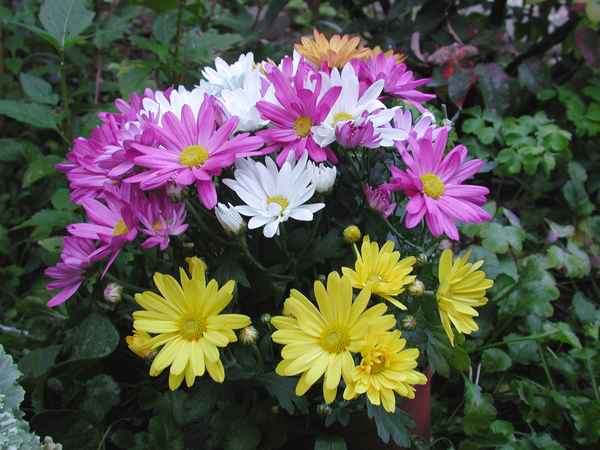Blumen zum Sonntag
