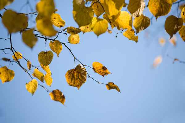 Gelbe Blätter im Herbst