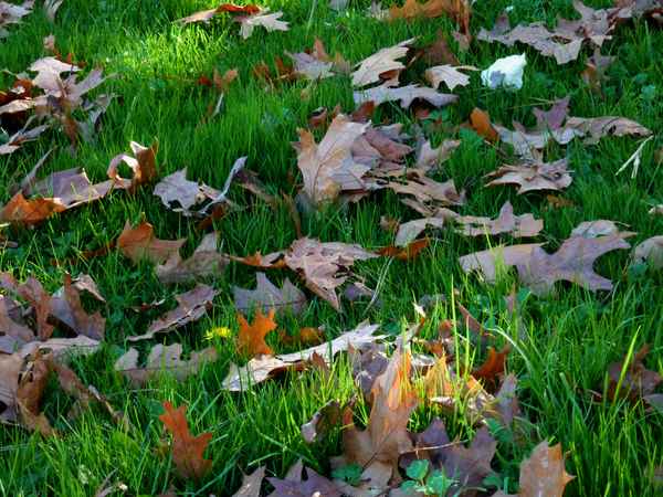  herbst